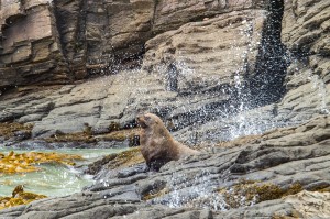 Cannibal Bay Fur Seal